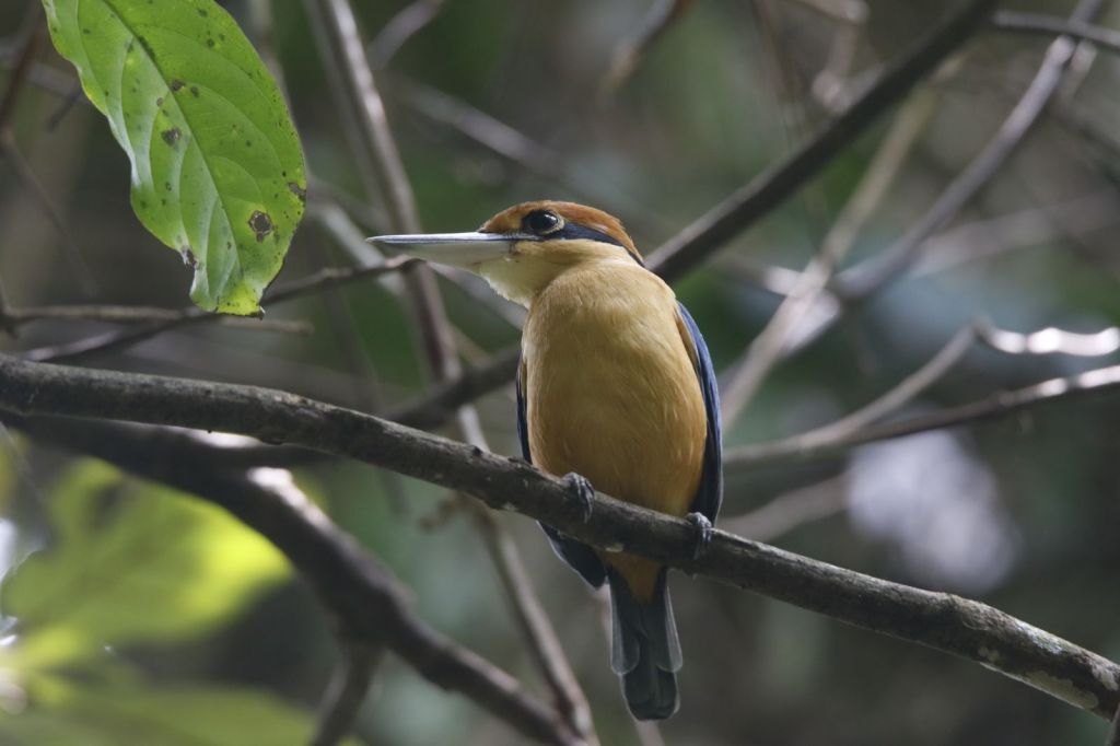 Birdwatching at Kerandangan Nature Park,&nbsp;Lombok