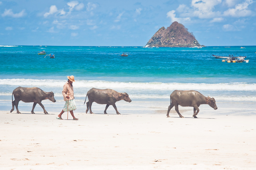 lets collaborate lombok dispatch, selong belanak beach
